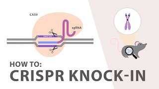 How to perform a CRISPR Knockin Experiment [upl. by Analahs]