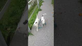 HULKI AND SPARTA Help Brother music pitbull americanbully phonkSubskribe pleaseee [upl. by Noyerb]