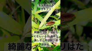 モリチャバネゴキブリ 森茶翅蜚蠊 Blattellanipponica ゴキ [upl. by Qulllon]