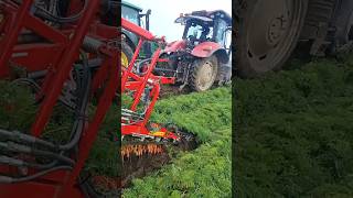 Harvesting of carrots 🥕 shortvideo [upl. by Nelag]