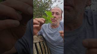 Are Stinging Nettles Native herbs foraging nativeplants adventure explore gardening garden [upl. by Wittenburg552]