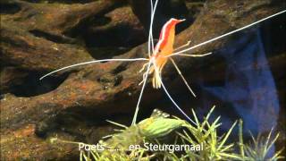 Zeeaquarium Breskenswmv [upl. by Einnig]