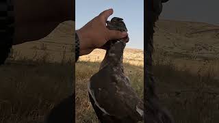 Incredible Shot Bullet Pierces a Wood Pigeon [upl. by Tartan]