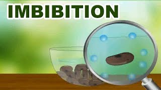 Imbibition  11th Std  Biology  Science  CBSE Board  Home Revise [upl. by Amerd]