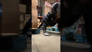 Get yo money or go home 💪🏾calisthenics training workout pushups thatsgoodmoney challenge us [upl. by Esined]