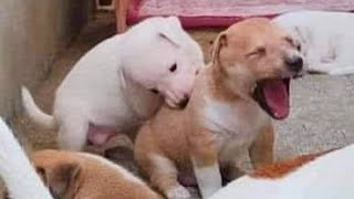 Videos De Risa De Animales 2023  10 Momentos Más Divertidos Perros del Año 😂 [upl. by Ayaros638]