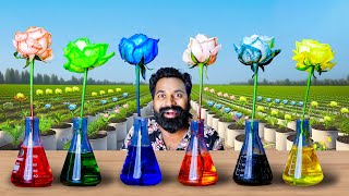 Magical Flower Experiment  മാന്ത്രിക റോസാപൂ പരീക്ഷെണം  M4 Tech [upl. by Nueoras]