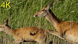 Hirschbrunft 2024 Kahlwild u Beifang  Red Deer Rutting 2024 Females and Bycatch [upl. by Llenahc]