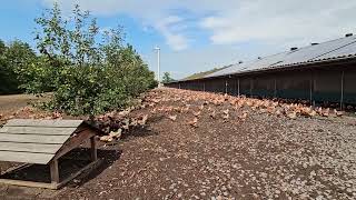 Free range chickens are happy to go outside again  Vrije uitloop kippen gaan weer graag naar buiten [upl. by Paugh]