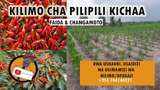 KILIMO CHA PILIPILI KICHAA ZIFAHAMU FAIDA NA CHANGAMOTO ZAKE [upl. by Jelsma975]