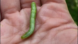 Can you spot the HORNWORM [upl. by Horst927]