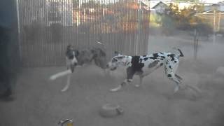 Early morning Great Dane play [upl. by Monaco]