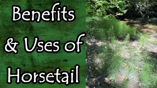 Horsetail Equisetum Arvense Uses and Benefits [upl. by Earal]