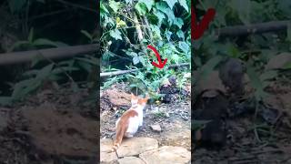 cat ka shikar foryou subscribe shortsfeed trending cat rat viralvideo newyoutube [upl. by Glass]