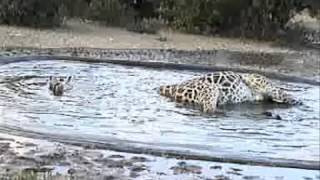 Giraffe falls into water  KRUGER [upl. by Imnubulo190]