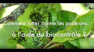 Lutter contre les pucerons avec le biocontrôle [upl. by Gilbye736]