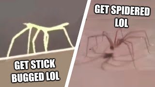 get stick bugged lol VS get spidered lol [upl. by Yaakov405]