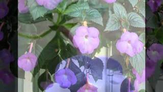 Achimenes2010wmv [upl. by Nyltiac]