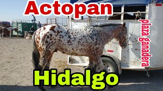 ACTOPAN HIDALGO  CABALLOS  plaza ganadera o mercado de animales [upl. by Shippee]