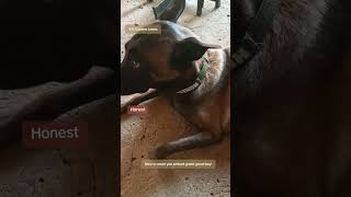 Honest the German Shepherd germanshepherd canine caninesoftiktok [upl. by Ad]