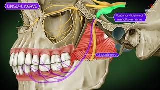 Pelvic Floor Part 1  The Pelvic Diaphragm  3D Anatomy Tutorial [upl. by Shira756]