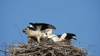 Storchennest Fridolfing Rathaus 070824  Fütterung 9Uhr  Jungstörche fast 8 Wochen alt [upl. by Notnroht184]