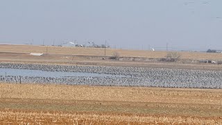 Sandhill Crane Hunting in the Texas Panhandle [upl. by Ner]