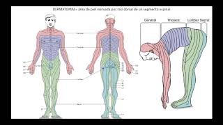 Somatosensorial parte 3 vías [upl. by Natalia267]