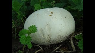 Giant Puffball Ring Calvatia gigantea Giant edible mushrooms UK [upl. by Popper]