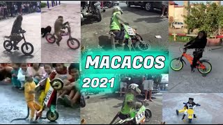 13 MACACOS ANDANDO DE BICICLETA MUITO INTELIGENTES 2021 [upl. by Ronna]