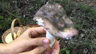 Seta Russula Cyanoxantha Charcoal Burner Mushroom Carbonera [upl. by Iolenta214]