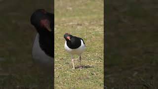 Eurasian Oystercatcher shorts [upl. by Asined]