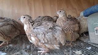 Coturnix quail making soinds Listen closely [upl. by Egni]