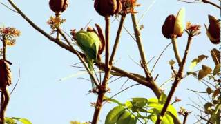 RoseRinged Parakeets eating Mahogany Seeds [upl. by Kucik]