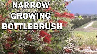 SLIM™ Callistemon naturally narrow growing bottlebrush  Ozbreed Native Shrubs amp Groundcovers [upl. by Booth]