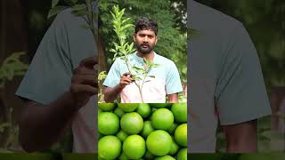 King Batthai Plants  Mosambi Plants  Fruit Plants In Telugu  Ashok Chakra Nursery  Kadiyam Abbai [upl. by Adidnac]