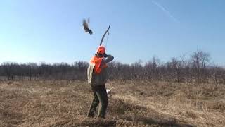 Traditional Recurve Bow Hunting Pheasant [upl. by Daberath92]