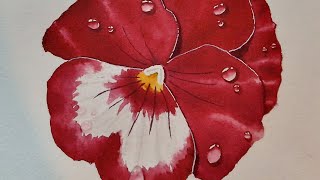 Watercolour pansy painting with droplets [upl. by Ariew122]