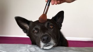 Everyday Makeup Tutorial FOR MY DOG  Applying Makeup on my DOG THANK YOU FOR 100 SUBS [upl. by Trela]