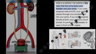 Urinary system ful study of all parts kidneyureters urinary bladder amp urethra [upl. by Zobe]