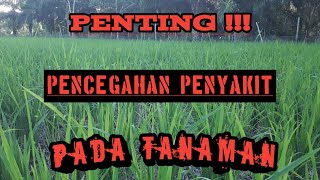 Pestisida dan Pupuk Organik Cair Untuk Perawatan Tanaman Padi [upl. by Hearsh81]