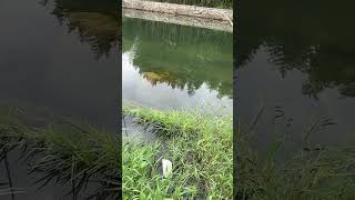 Crucian carp bait wild fishing crucian carp wild fishing [upl. by Alyac]