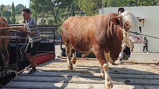 SAPI JUMBO PASAR PON AMBARAWA HARI INI [upl. by Worsham]