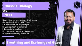 Select the correct events that occur during inspiration NEET 2020 I Contraction of diaphragm I [upl. by Ientirb]