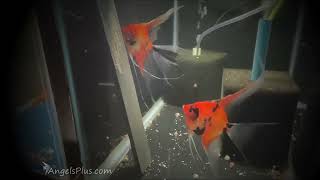 Koi Angelfish Breeding Pair 3422 [upl. by Wiltshire]