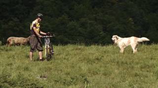 Livestock guardian dogs The correct behavior in front of Livestock guardian dogs [upl. by Thamora]