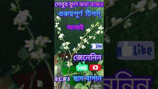 লেবু গাছের ফুল ঝরা বন্ধের গুরুত্বপূর্ণ টিপস্। Some tips on protection of shading of  status [upl. by Naval890]