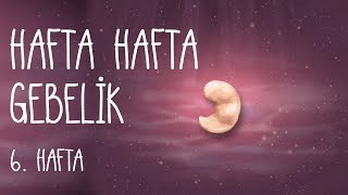 Hafta Hafta Gebelik 6 hafta [upl. by Ariaz]