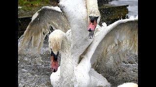 The most brutal Mute Swan fight ever [upl. by Anoek456]