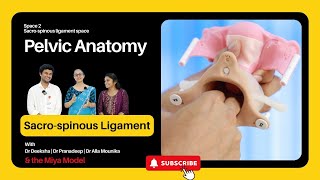 Pelvic Anatomy  Episode 2  Sacrospinous Ligament  Dr pranadeep  Dr Mounika  Mr Philesthu [upl. by Acinad]